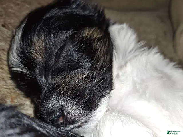 Mixed Breed dogs for sale: Mixed Breed 3 - Ad 15