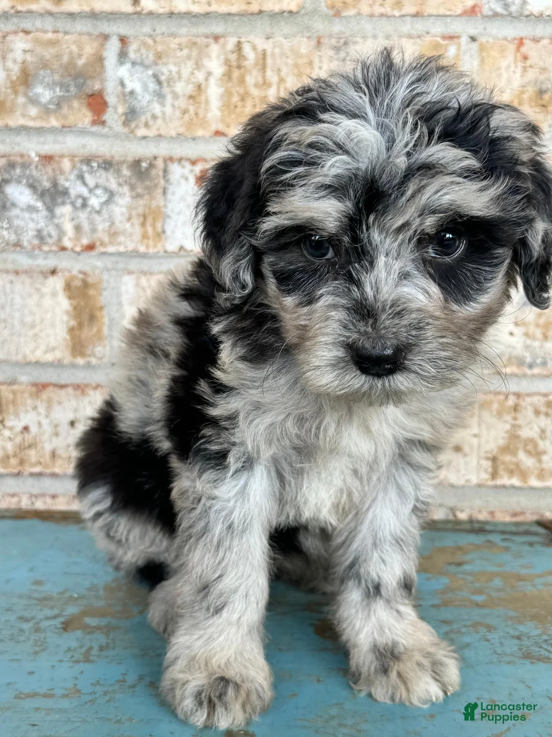 Mixed Breed dogs for sale: Sierra - Ad 2