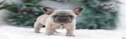 French Bulldog dogs for sale: Halden - Ad 3