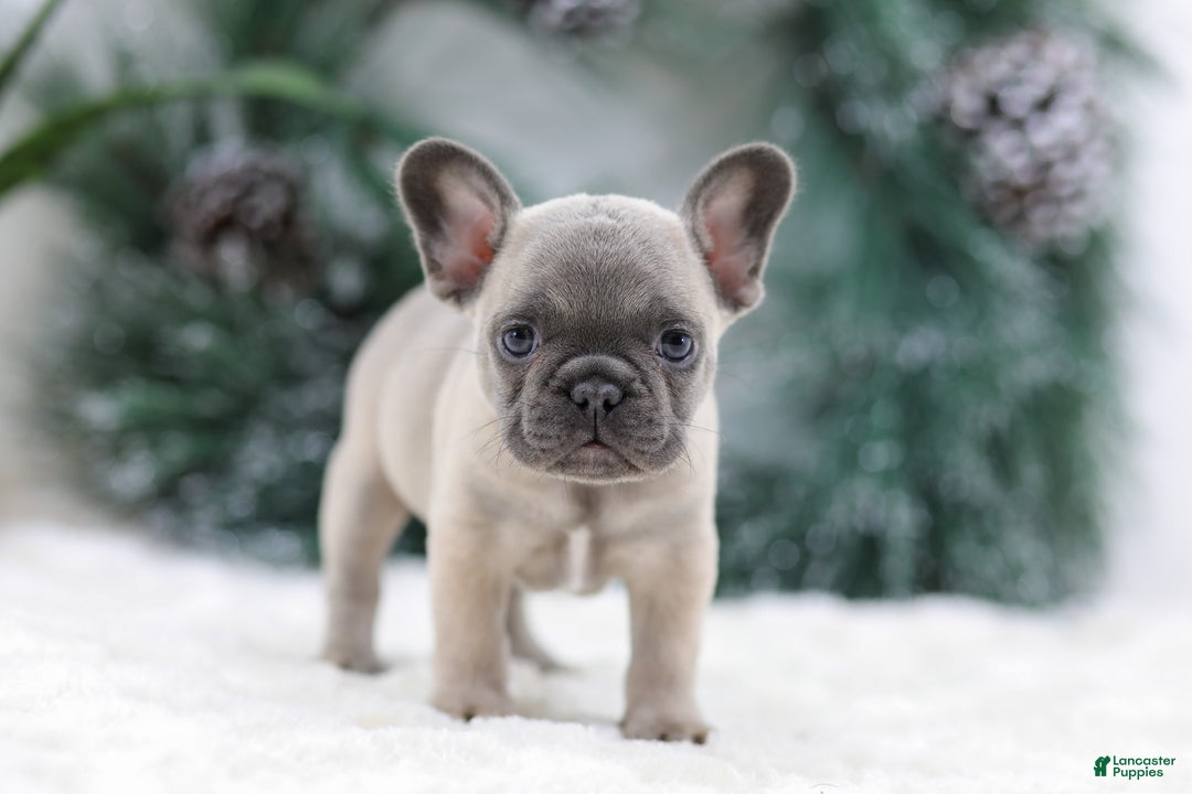 French Bulldog dogs for sale: Halden - Ad 3