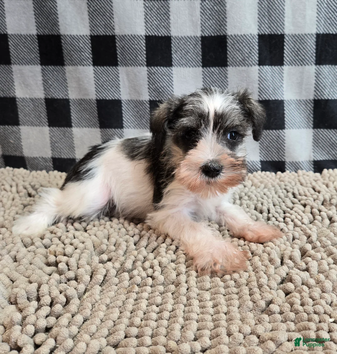 Miniature Schnauzer dogs for sale: Stella - Ad 5