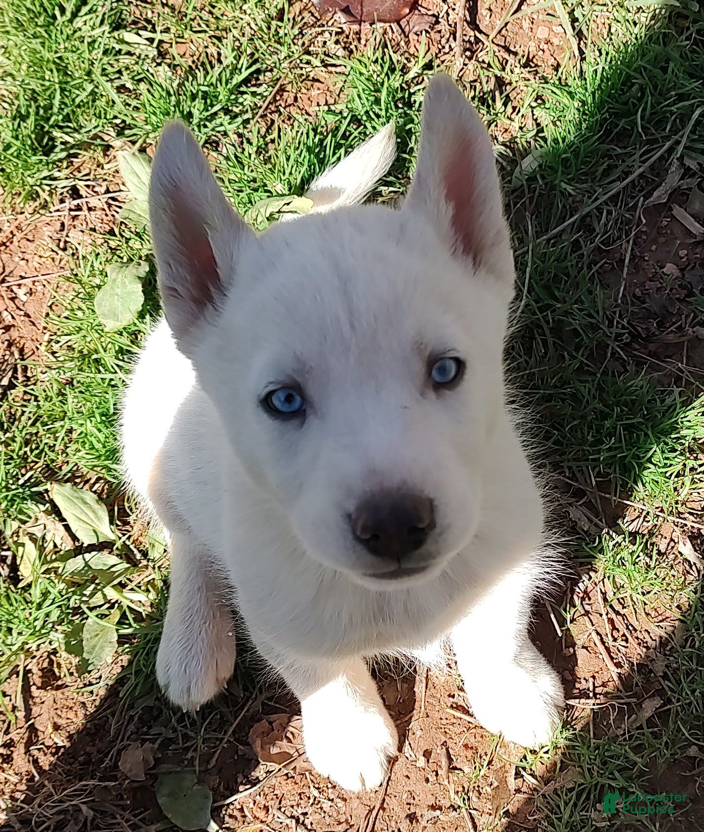 Siberian Husky dogs Siberian Husky Puppy 1 - Ad 9