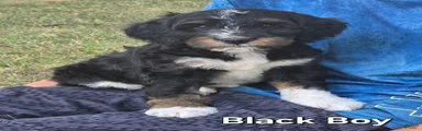 Black Boy