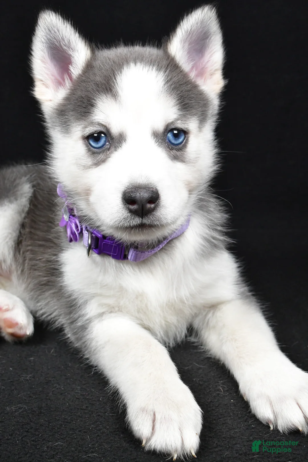 Pomsky dogs for sale: Tori - Ad 5