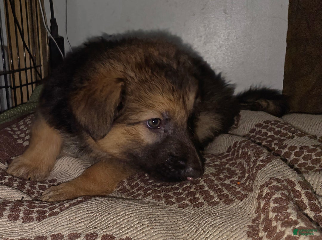 German Shepherd dogs for sale: Dragon (11) - Ad 2