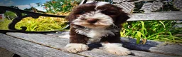 Havapoo dogs for sale: Katie - Ad 5