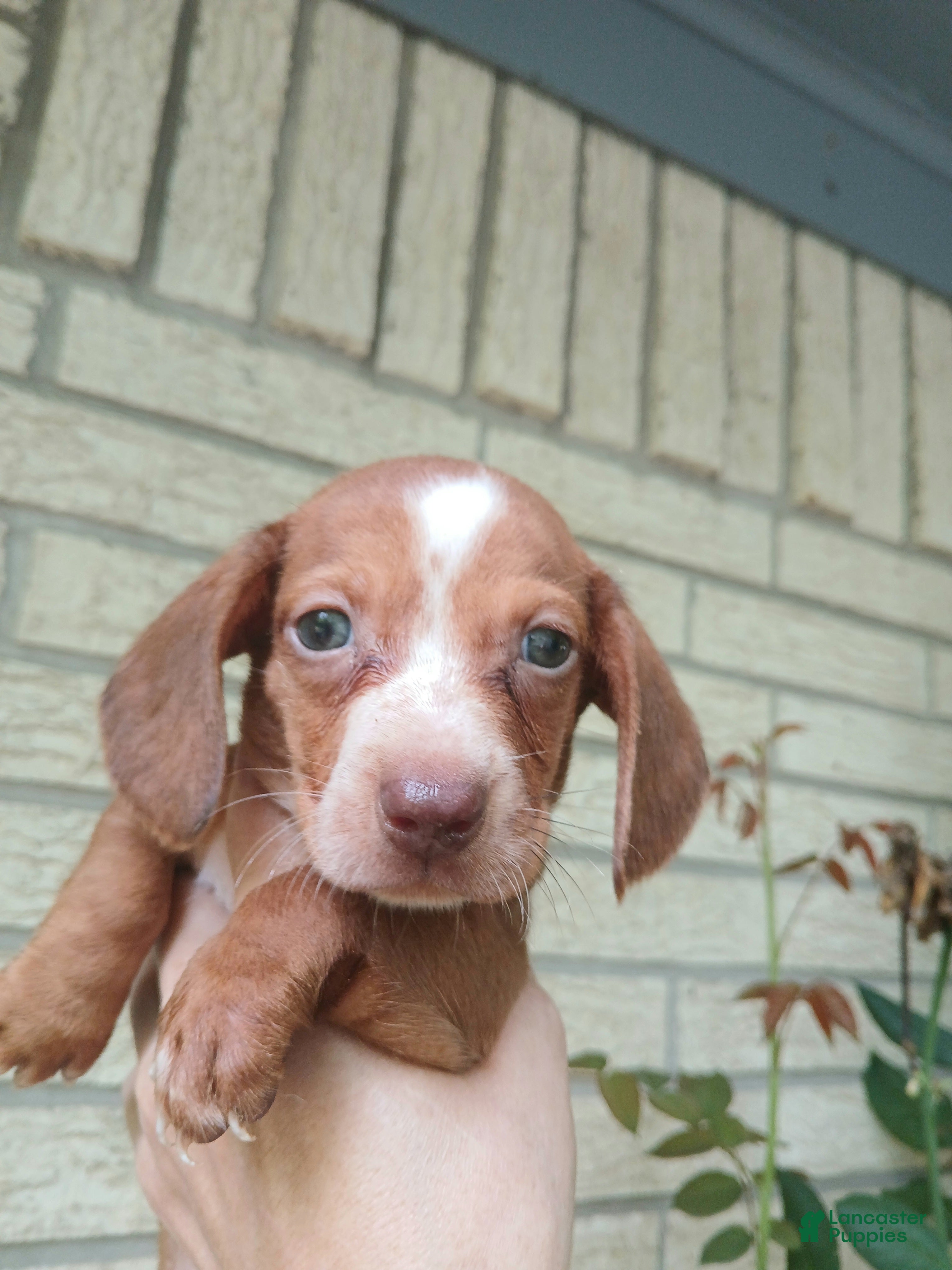 Dachshund dogs Sugar pies red and white boy. Hand delivery - Ad 2