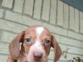 Miniature Dachshund dogs Sugar pies red and white boy. Hand delivery - Ad 8