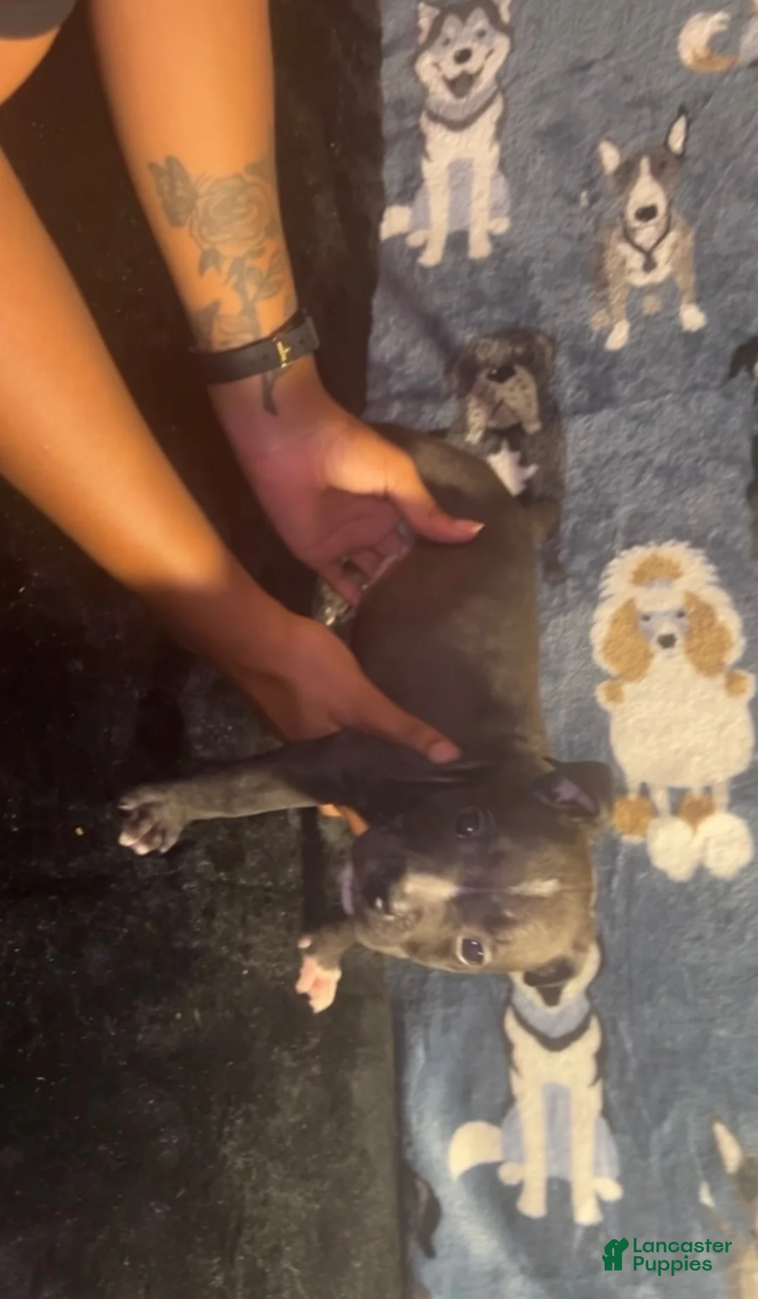 American Bully dogs for sale: Toby - Ad 2