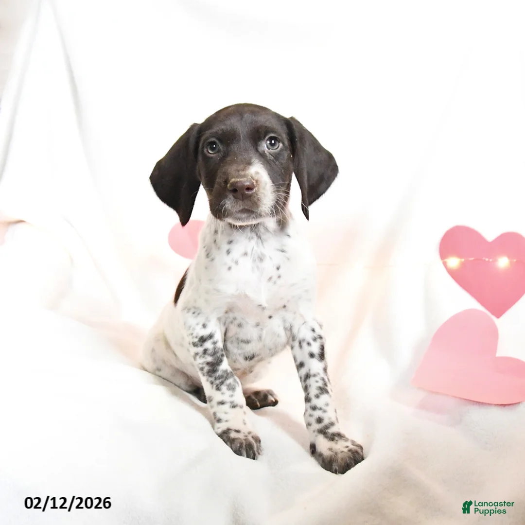 German Shorthaired Pointer dogs for sale: Raisin - Ad 3