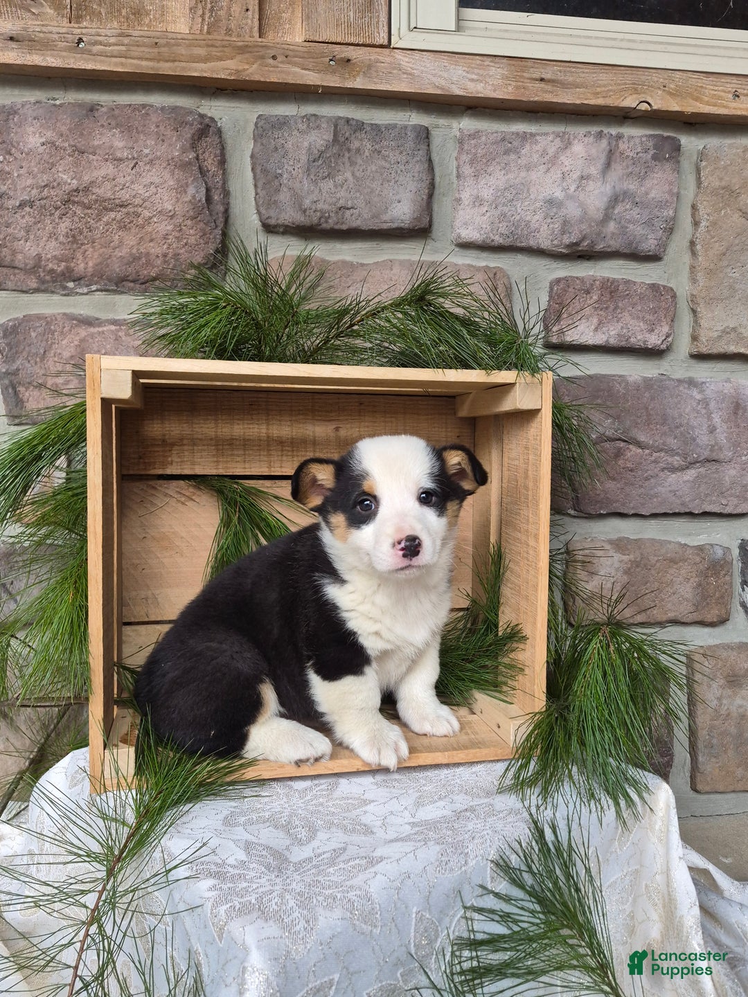 Welsh Corgi Pembroke dogs for sale: Rose - Ad 3