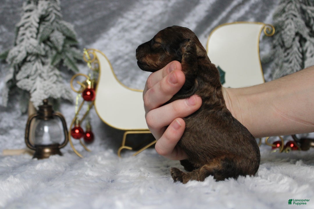 Toy Poodle dogs for sale: Sardonyx - Ad 11