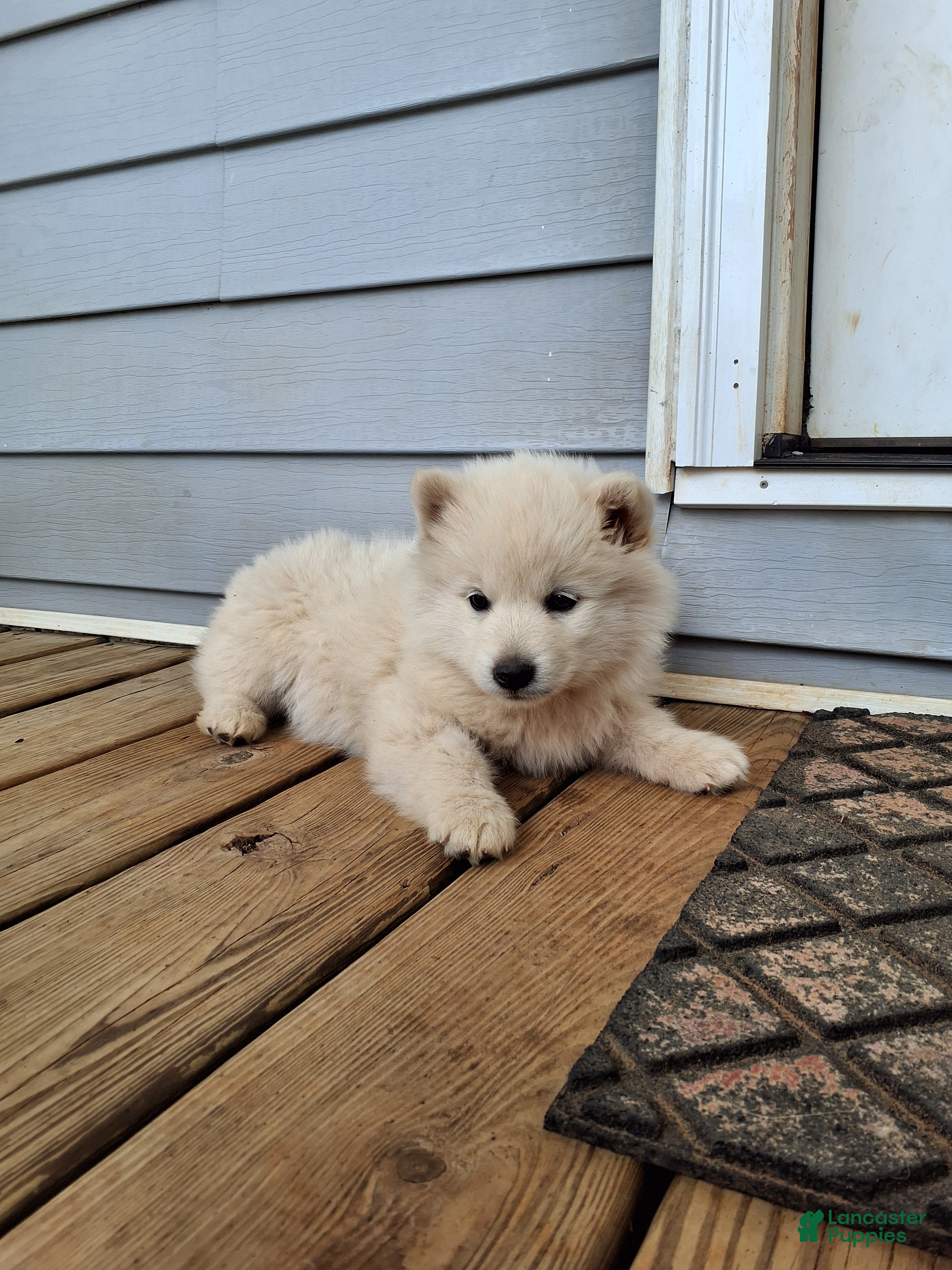 Pomsky dogs Derby - Ad 1