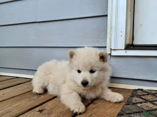 Pomsky dogs for sale: Derby - Ad 4