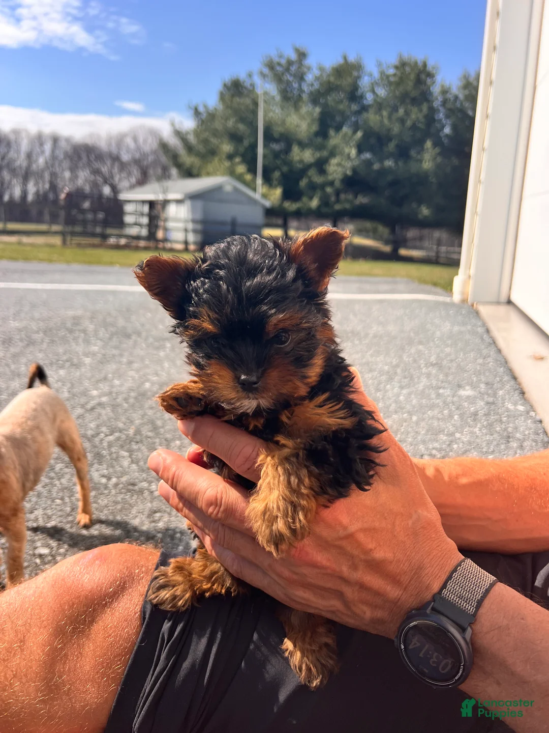 Morkie dogs for sale: Paris - Ad 9