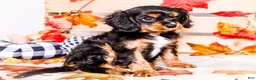 Cavalier King Charles Spaniel dogs for sale: Ian - Ad 4