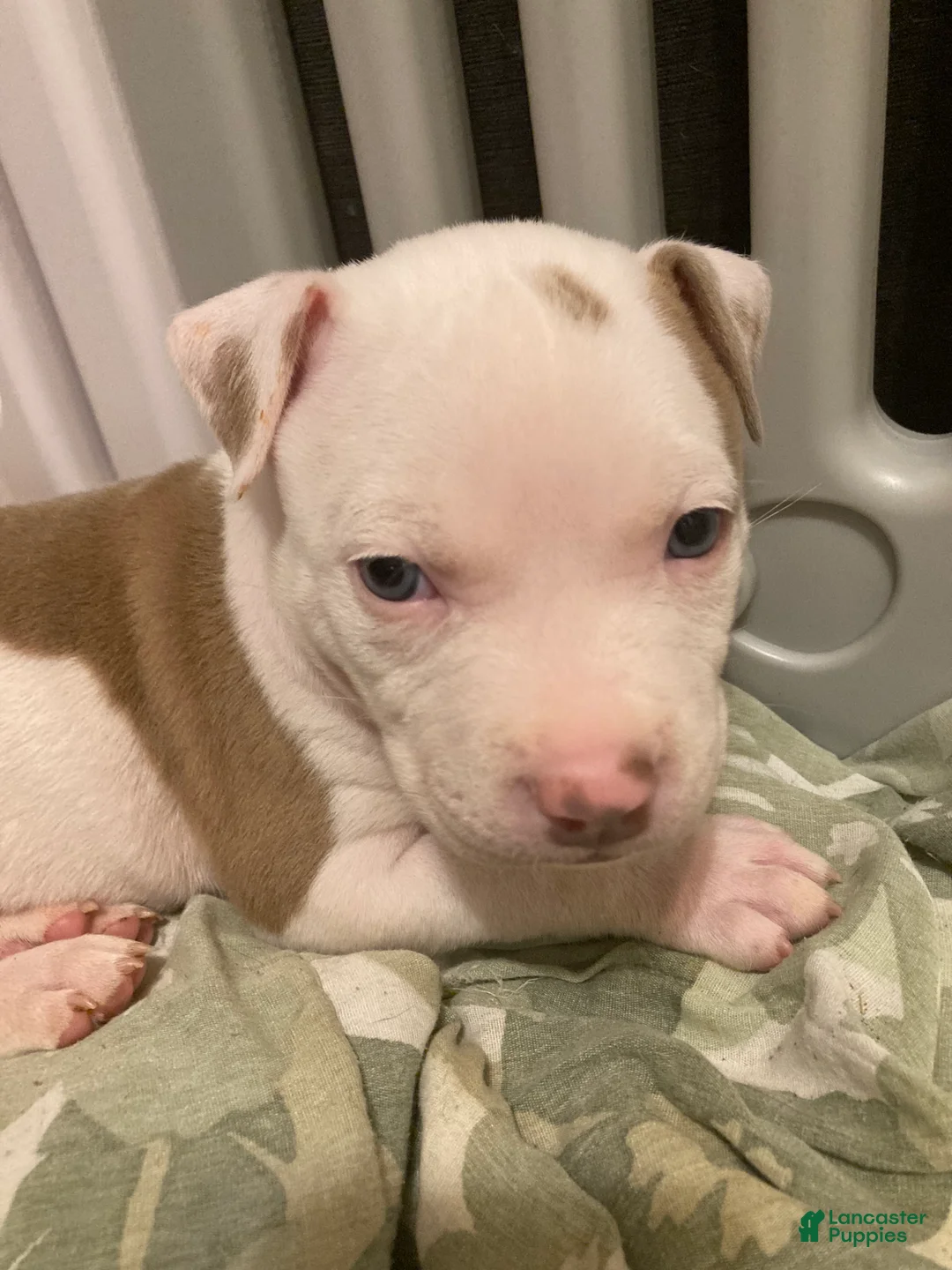 Mixed Breed dogs for sale: Glenn - Ad 2