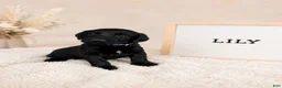 Labradoodle dogs for sale: Lily - Ad 1