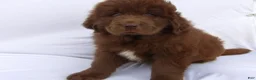 Newfoundland dogs for sale: Diesel - Ad 5