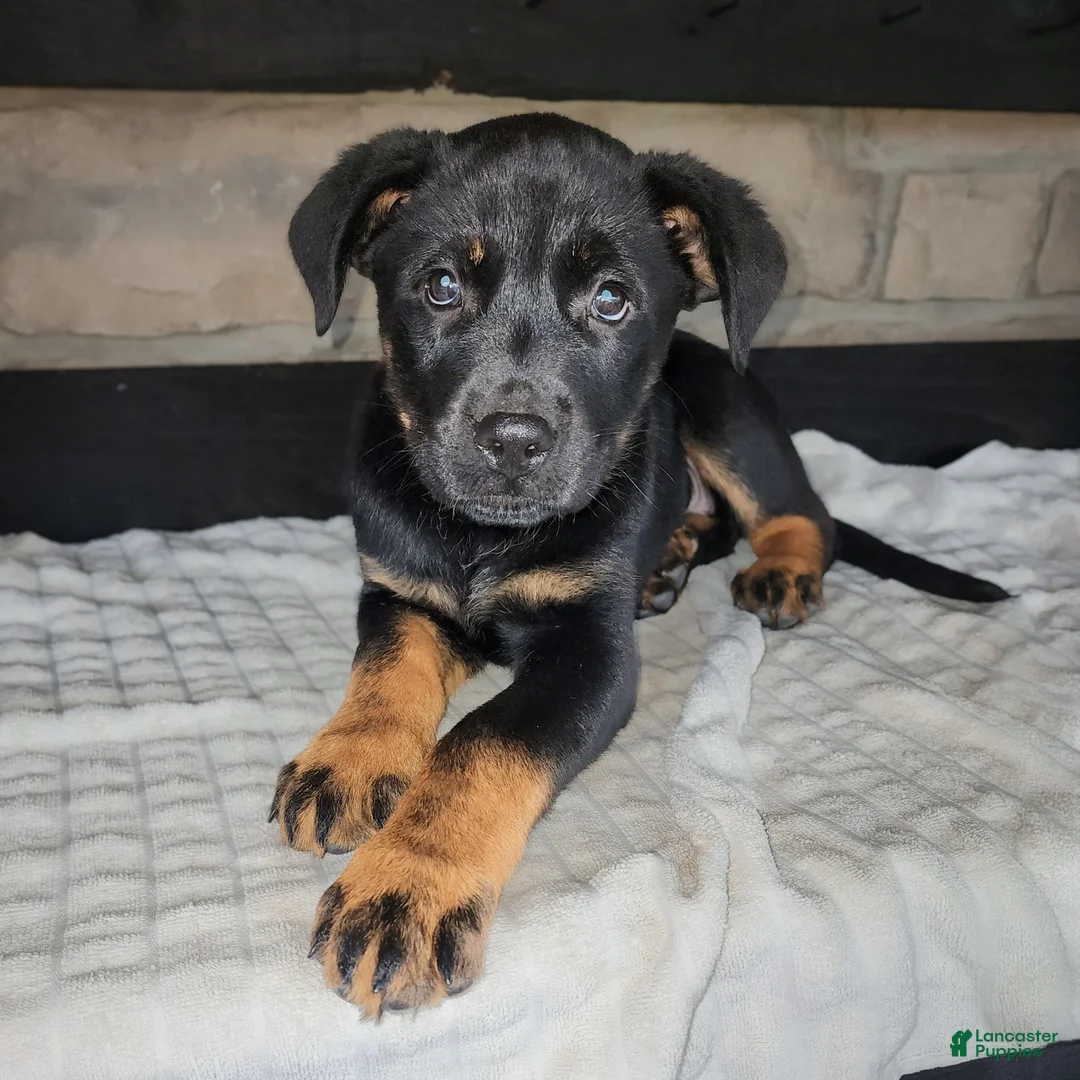 Mixed Breed dogs for sale: Rusty - Ad 1