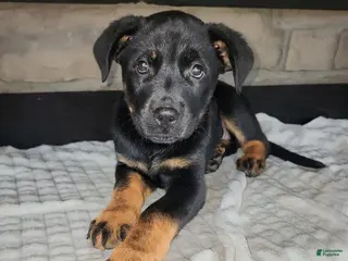 Mixed Breed dogs Rusty - Ad 38