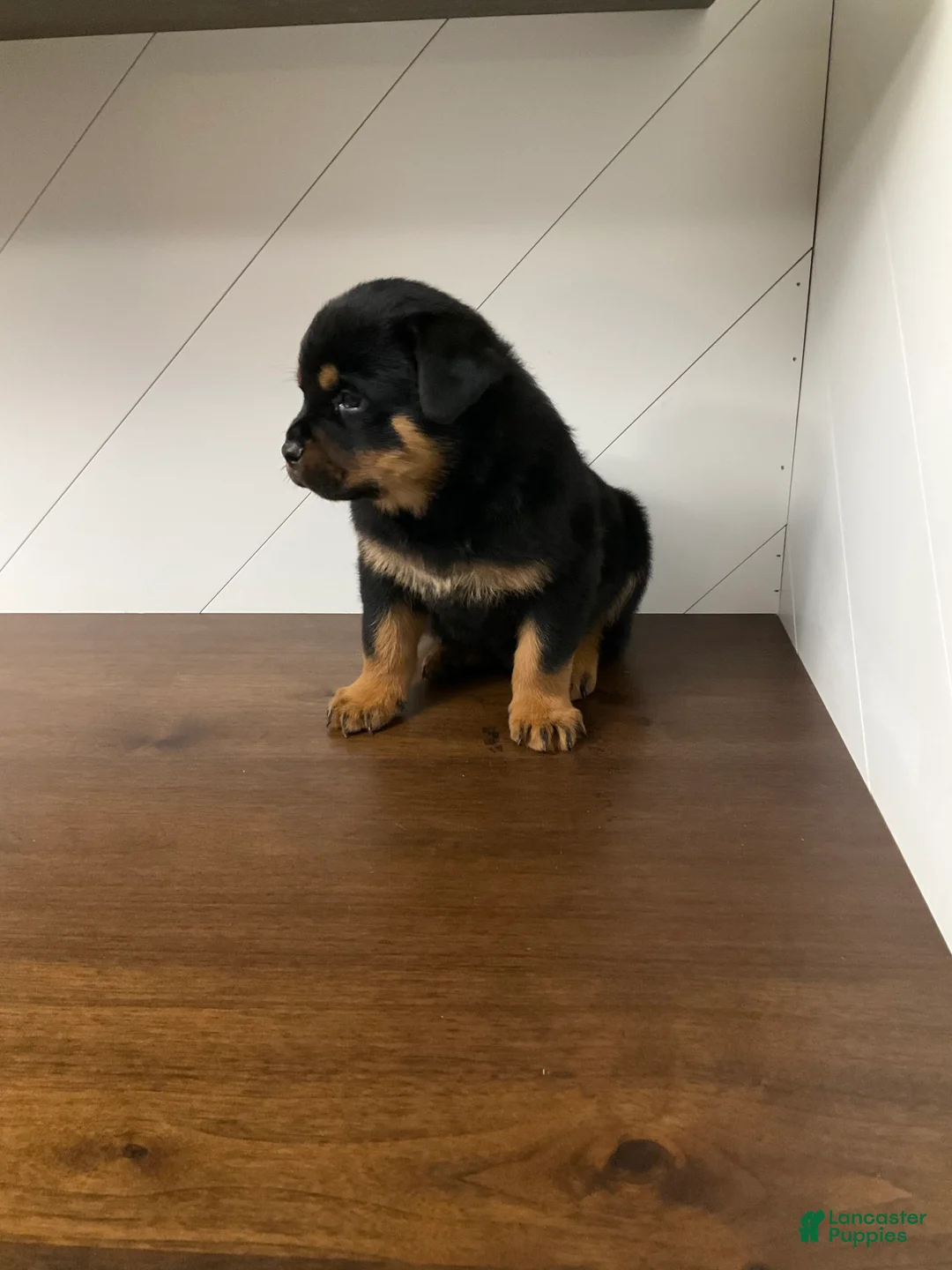 Rottweiler dogs for sale: Rottweiler Puppy 5 - Ad 3