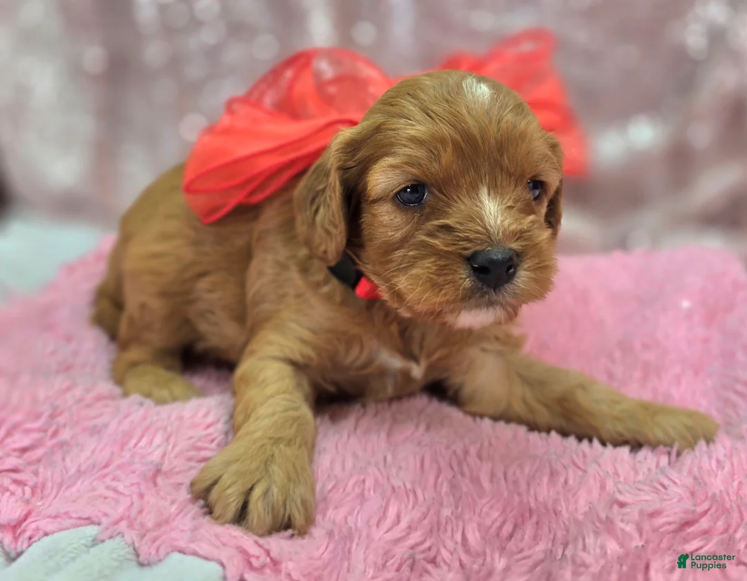 Cavapoo dogs for sale: Everest - Ad 3