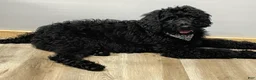 Goldendoodle dogs for sale: Chloe - Ad 6