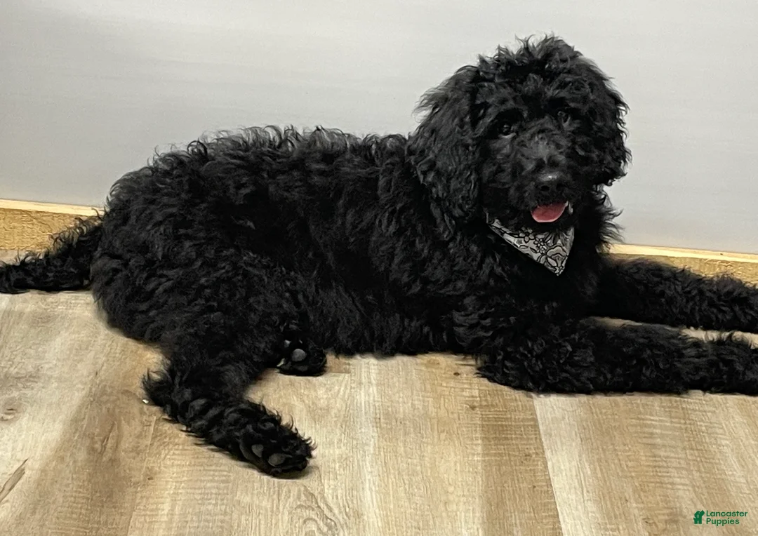 Goldendoodle dogs for sale: Chloe - Ad 6