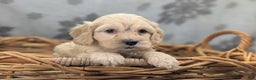 Cockapoo dogs for sale: Lieutenant Pete - Ad 25