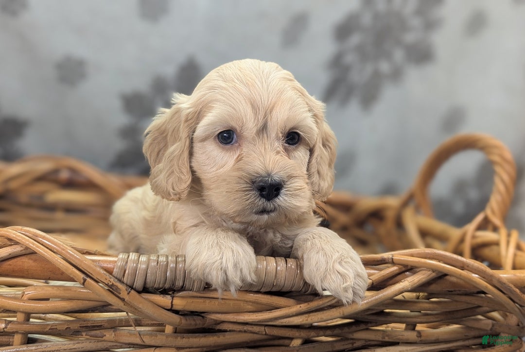 Cockapoo dogs for sale: Lieutenant Pete - Ad 25