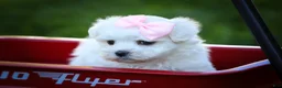 Maltese dogs for sale: Maribel🌸 - Ad 14