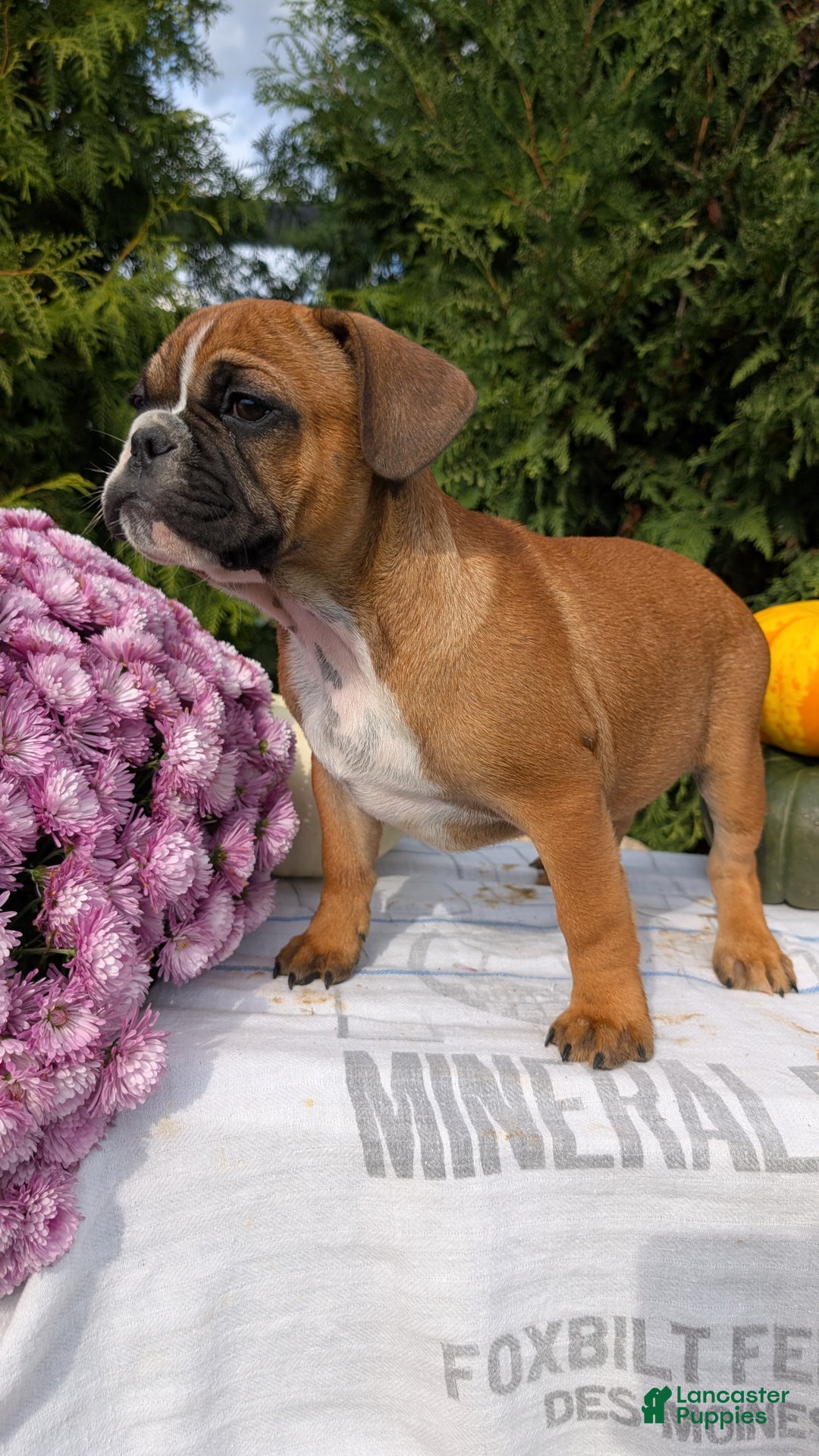 French Bulldog dogs for sale: Odin - Ad 5