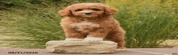 Cockapoo dogs for sale: Owen - Ad 3
