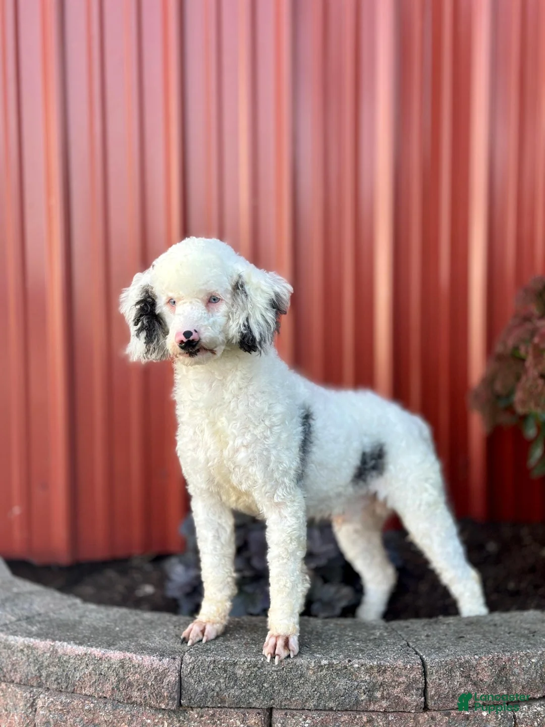 Mini Bernedoodle dogs for sale: Jasper  - Ad 4