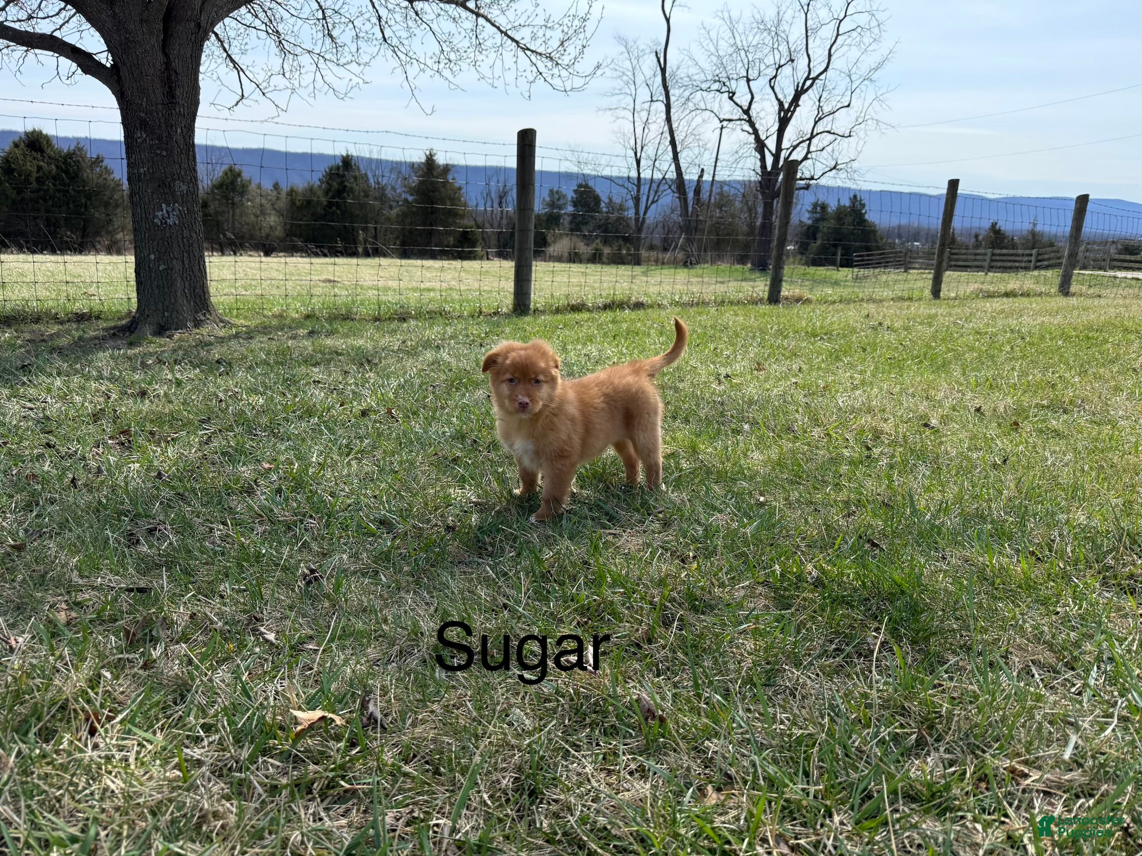 Nova Scotia Duck Tolling Retriever dogs Nova Scotia Duck Tolling Retriever Puppy 6 - Ad 2