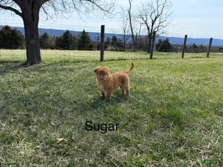 Nova Scotia Duck Tolling Retriever dogs Nova Scotia Duck Tolling Retriever Puppy 6 - Ad 2