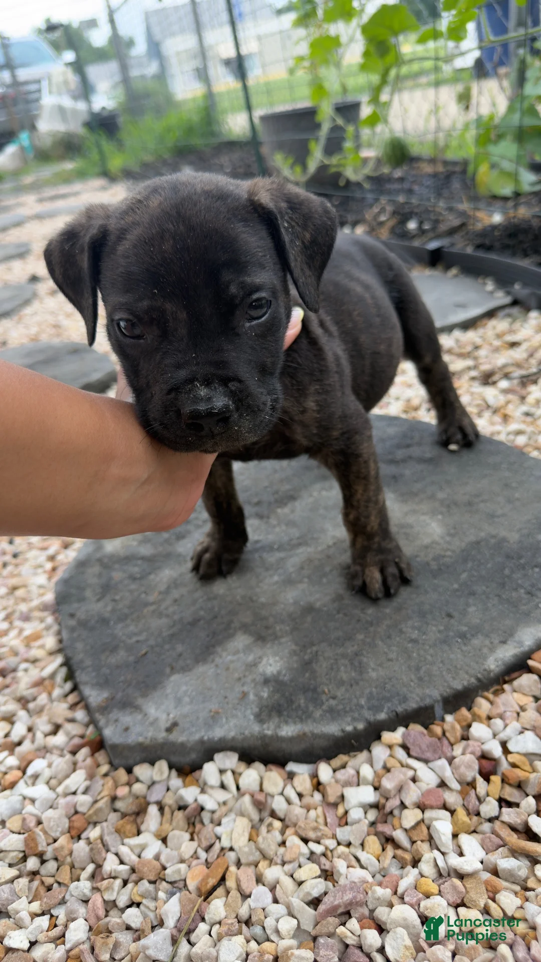 South African Boerboels dogs for sale: Onyx - Ad 1