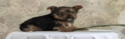 Yorkshire Terrier dogs for sale: Xena - Ad 11