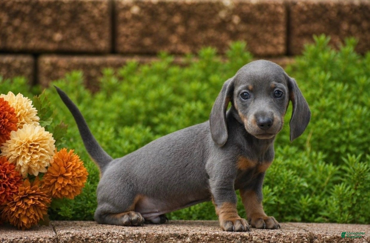 Miniature Dachshund dogs Draco - Mini - Ad 1