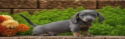 Miniature Dachshund dogs for sale: Draco - Mini - Ad 1