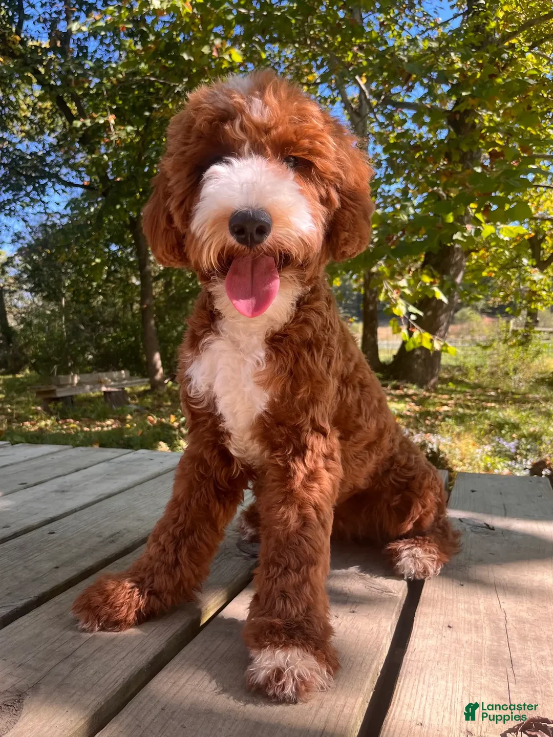 Goldendoodle dogs for sale: Ivy - Ad 6