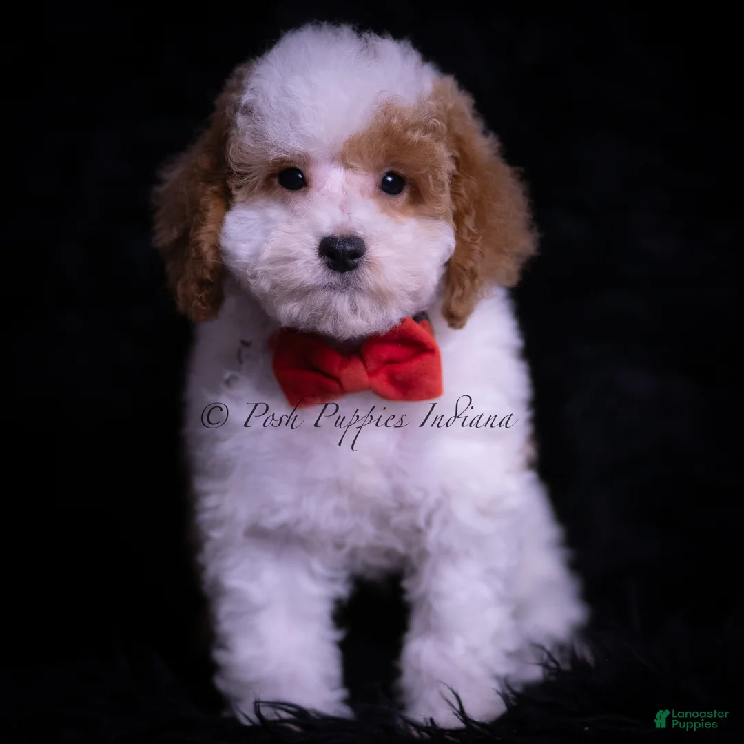 Maltipoo dogs for sale: Nova F1B - Ad 13