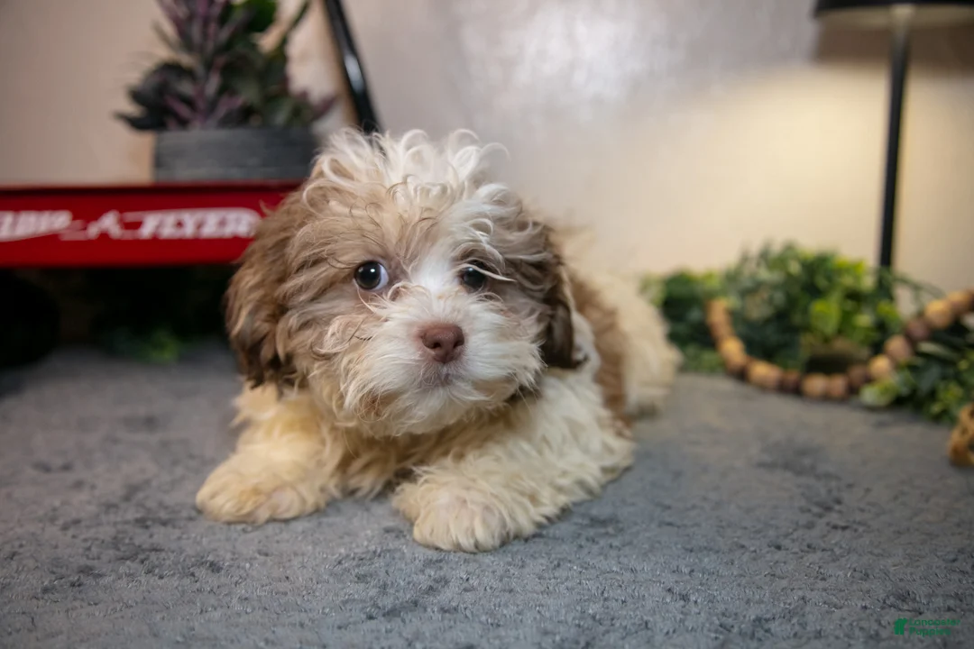 Teddy Bear dogs for sale: Vinny - Ad 3