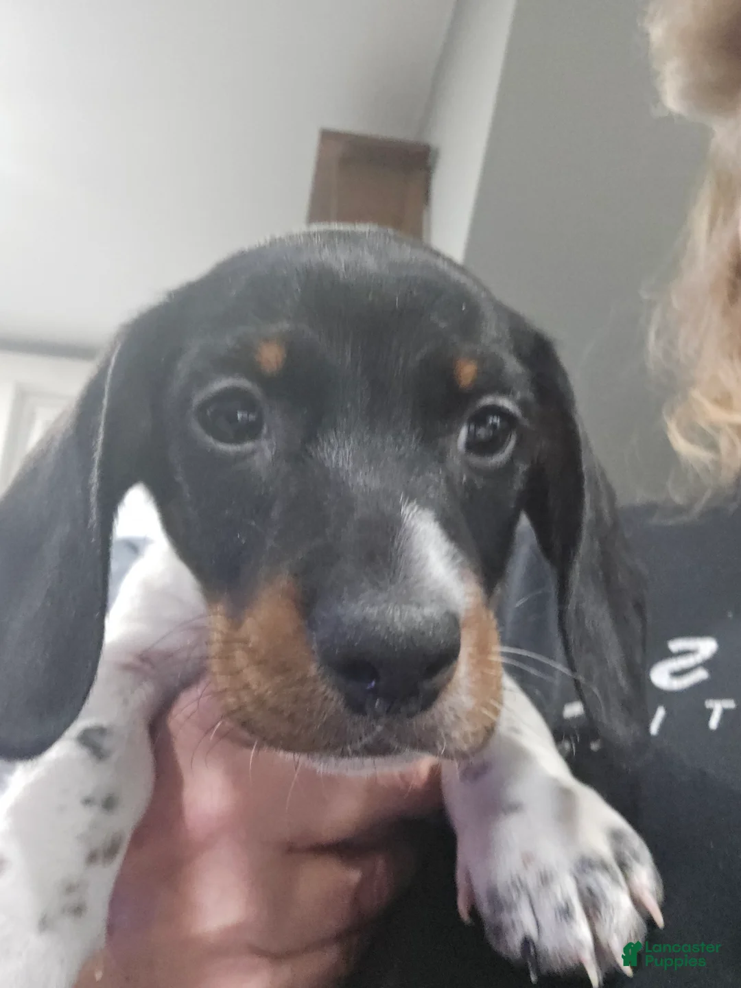 Dachshund dogs for sale: Ryatt - mini - Ad 3