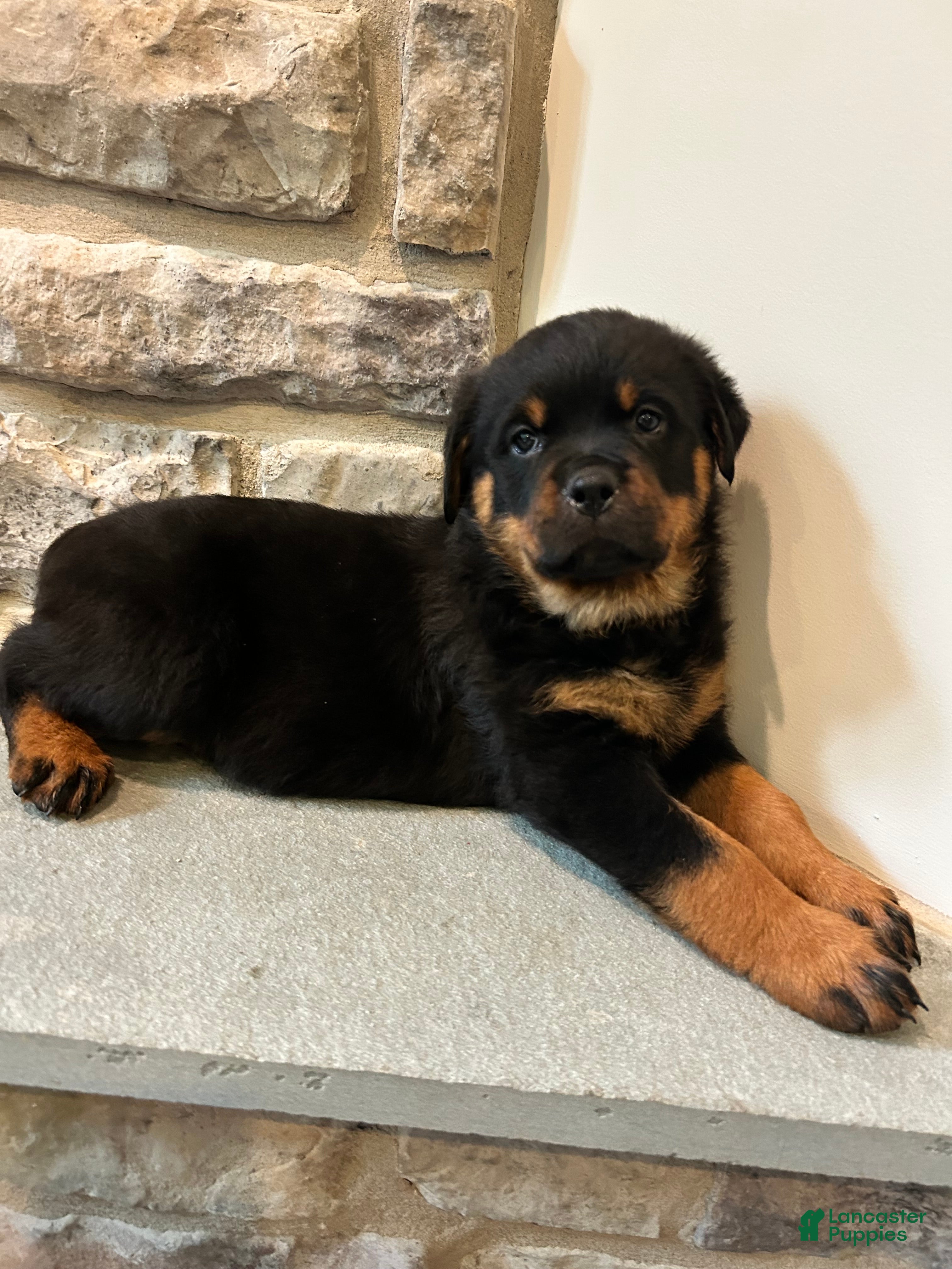 Rottweiler dogs Daisy - Ad 2