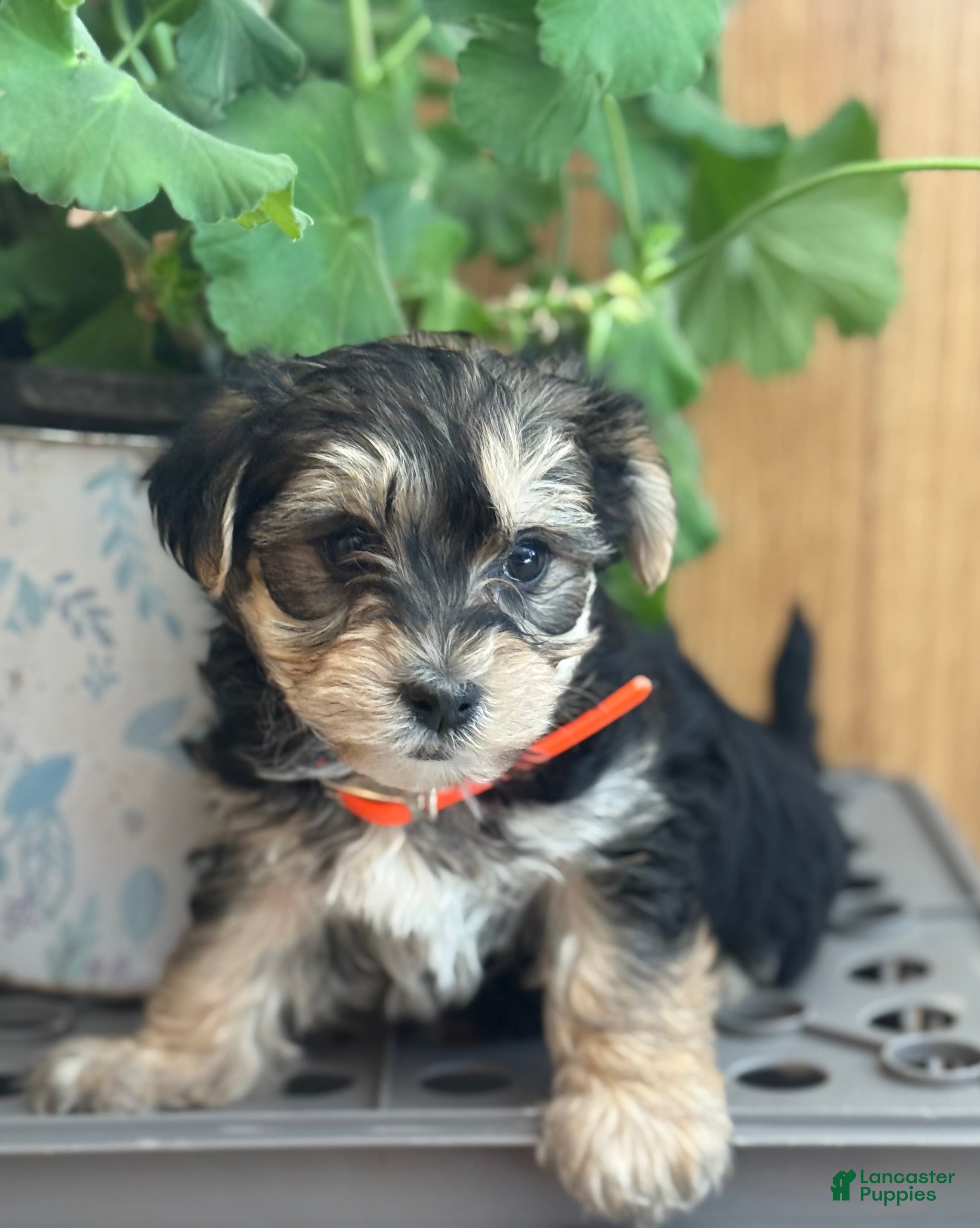 Morkie dogs Bridgette - Ad 2