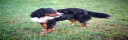 Bernese Mountain Dog dogs for sale: Madison - Ad 5