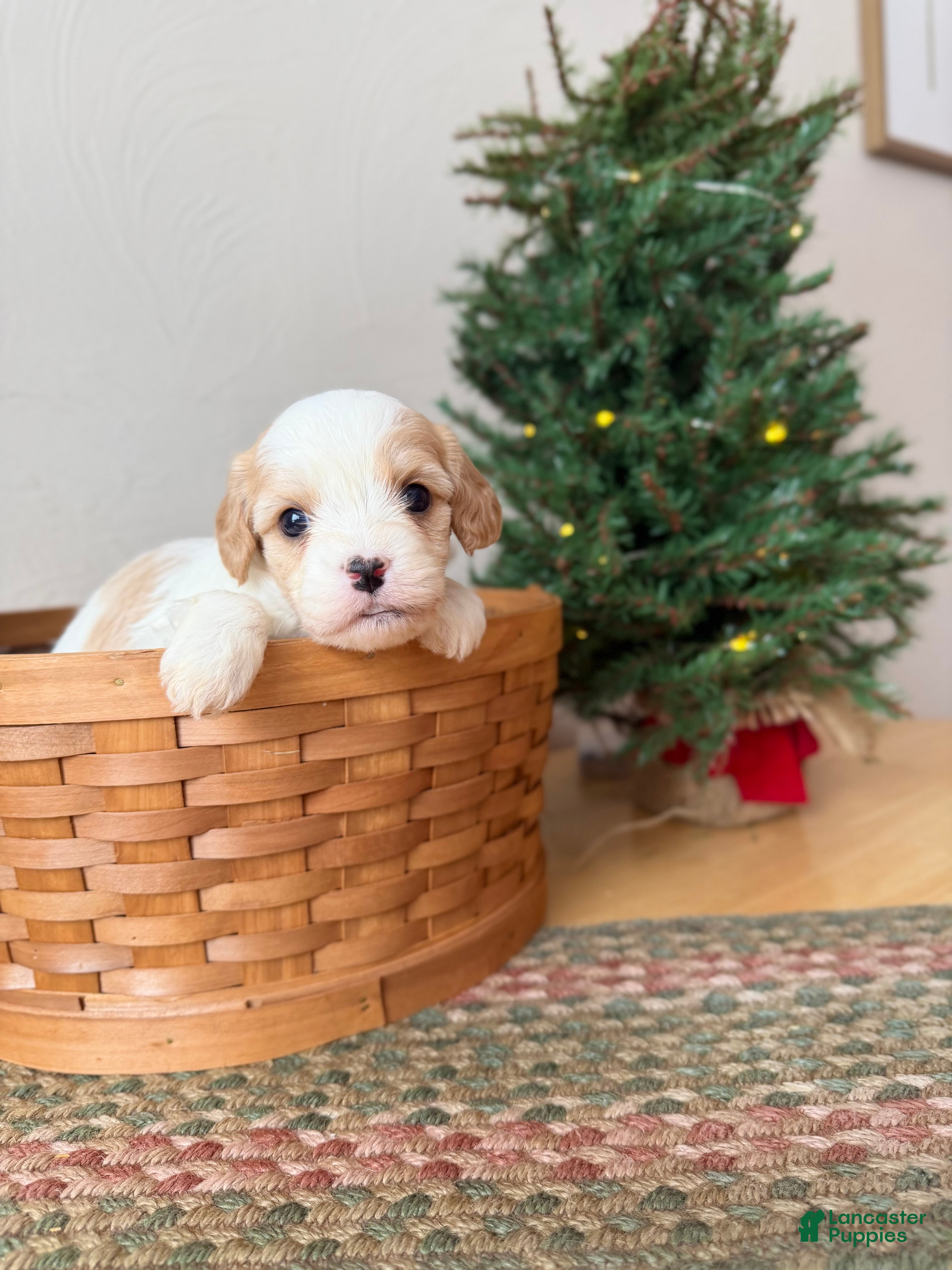 Cavapoo dogs Winter - Ad 3