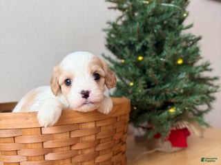 Cavapoo dogs Winter - Ad 15